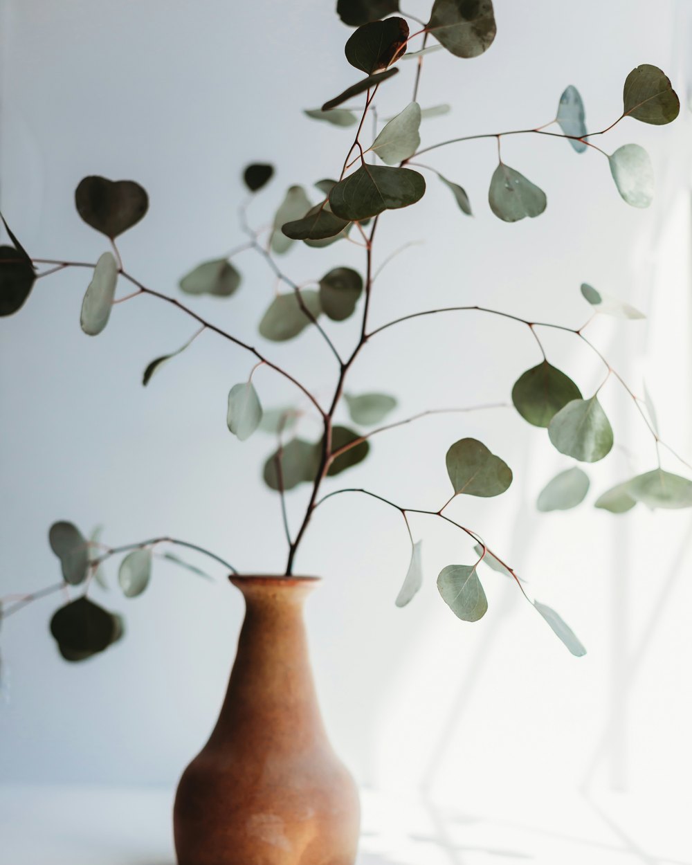 Eucalyptus — collection Flower