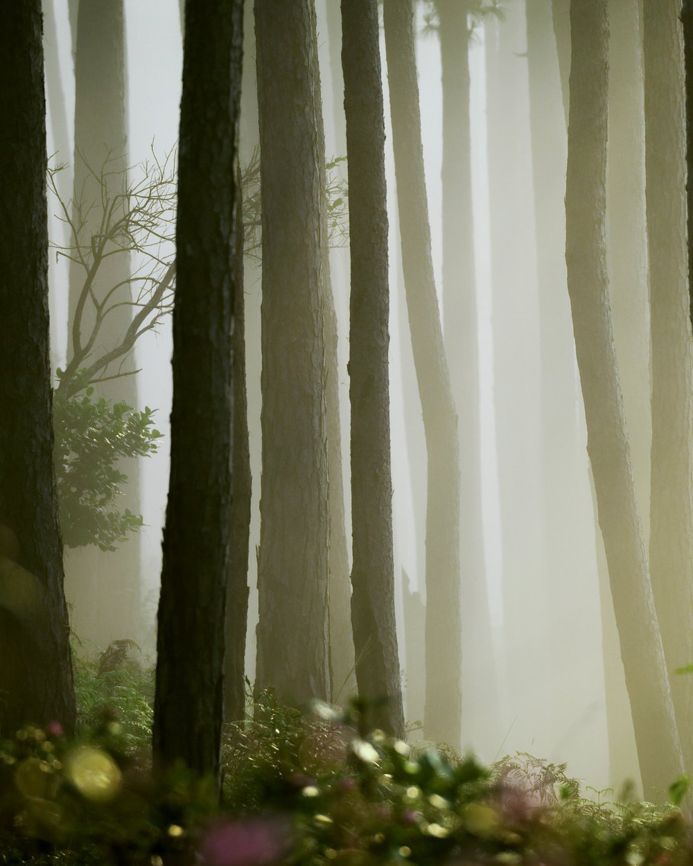 Pins dans la brume — collection Paysages de sensation
