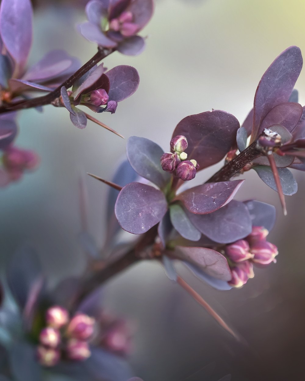 Épine-vinette — collection Paysages de sensation