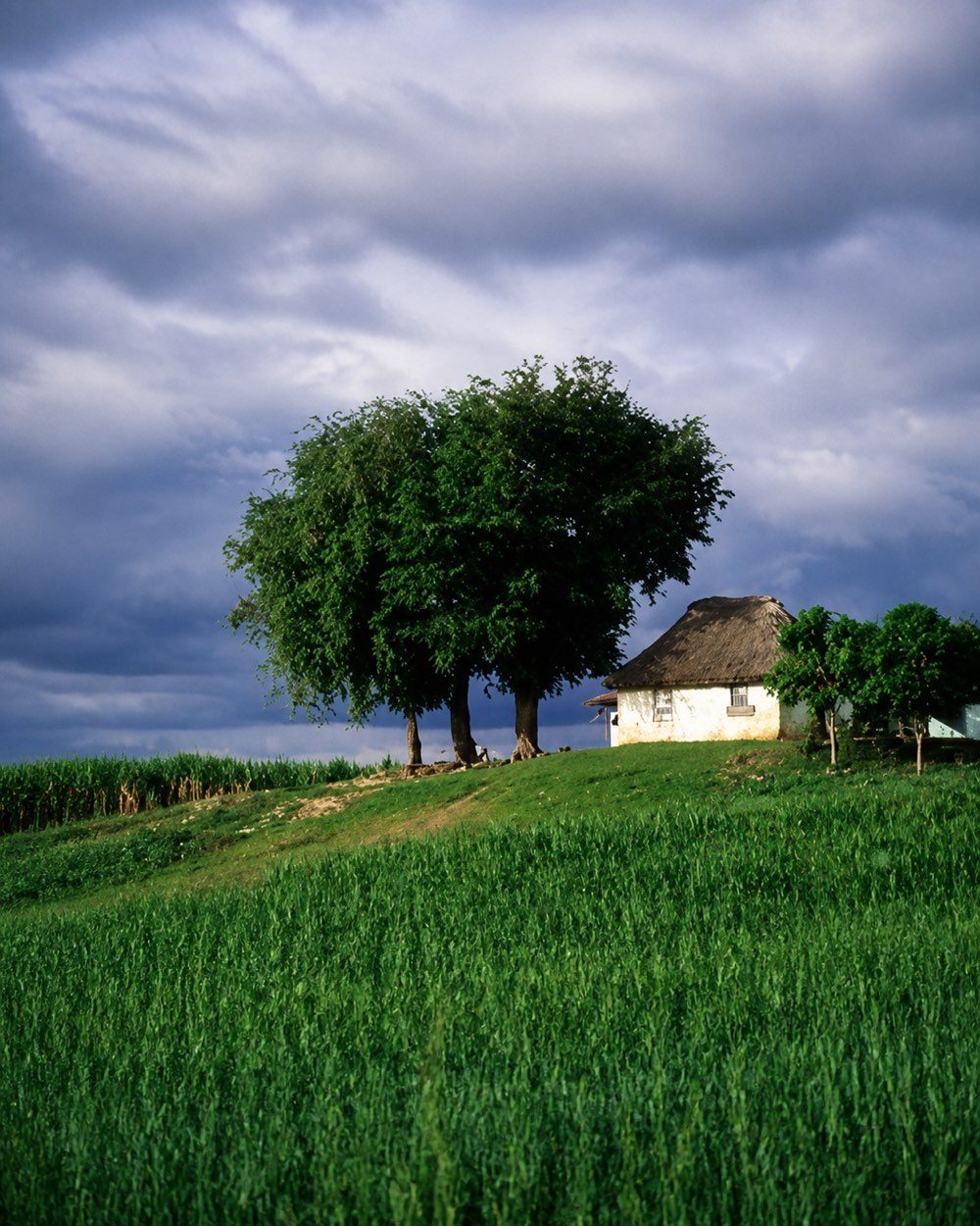 L'arbre et la ferme