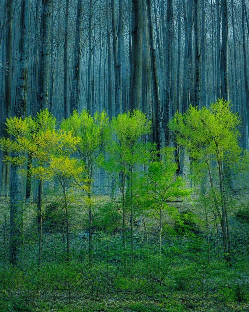 Sous-bois bleu