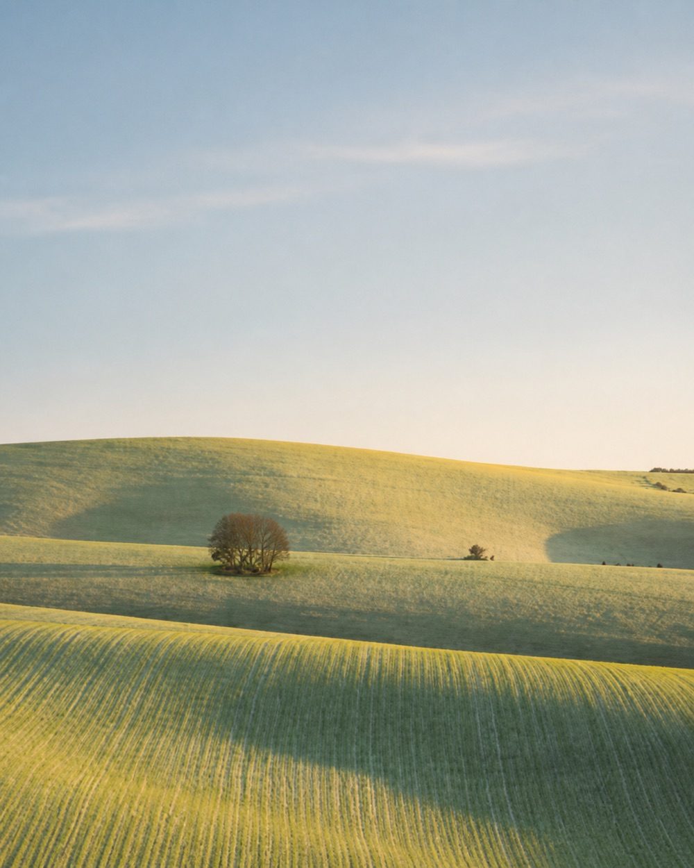 Arbre solitaire